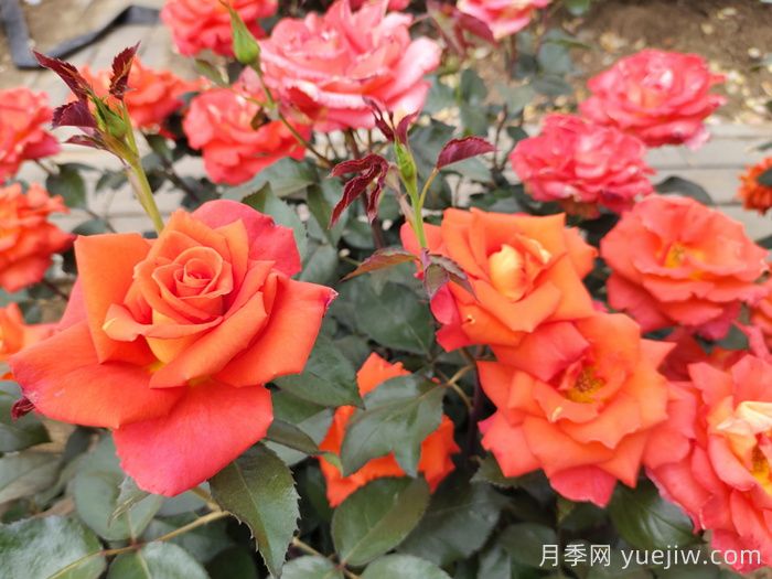 月季白粉病怎么防治？月季白粉病的原因和治疗(图3)