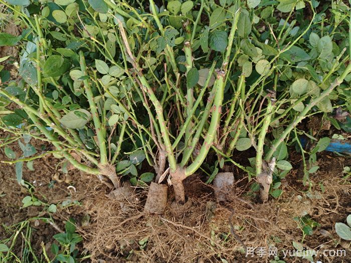 树状月季和园林植物栽植养护常见问题(图2)