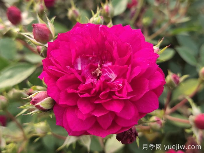 甜蜜马车微型月季难种吗?甜蜜马车该如何养?(图1) 甜蜜马车微型月季难种吗?甜蜜马车该如何养?(图1)