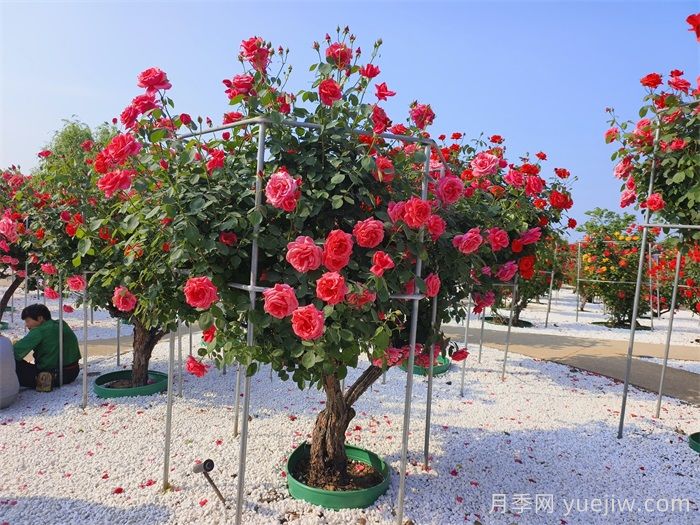 如何打造一个月季花园？品种选择、花园规划、工具准备(图2)