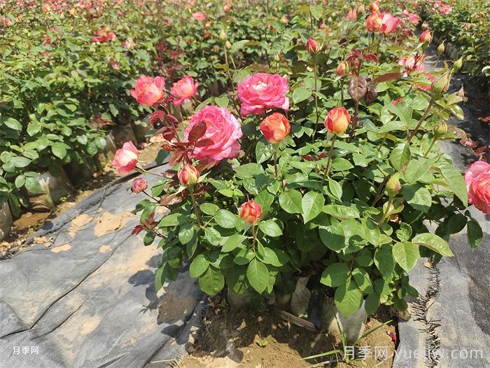 如何打造一个月季花园？品种选择、花园规划、工具准备(图3)