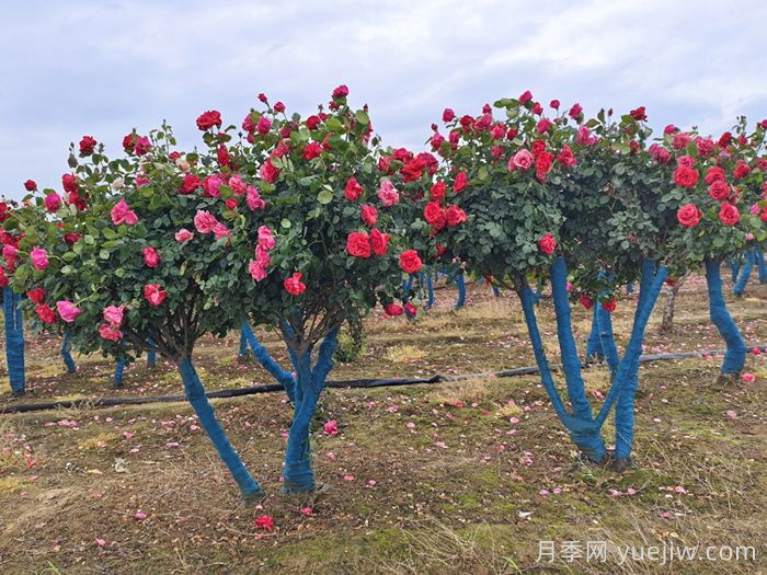 春季树状月季警惕蚧壳虫危害(图1) 春季树状月季警惕蚧壳虫危害(图1)
