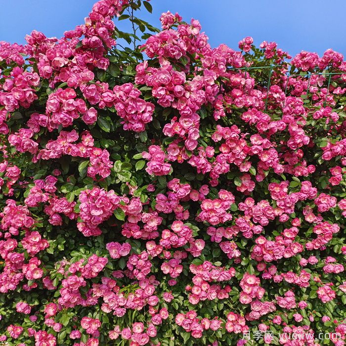 有了院子，一定要种棵爬藤月季(图2)