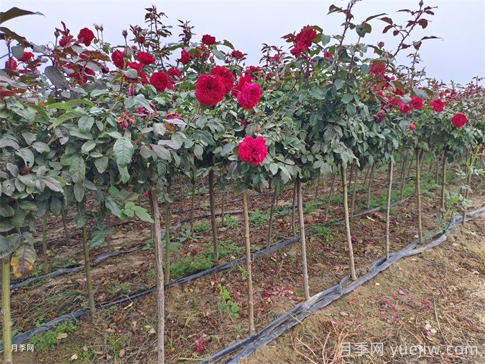 春季如何提高园林工程中新栽植物的成活率？(图1)