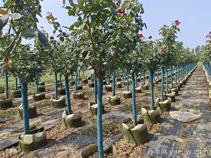 春季苗木移栽没有成活，总结苗木死亡的八大原因(图2)