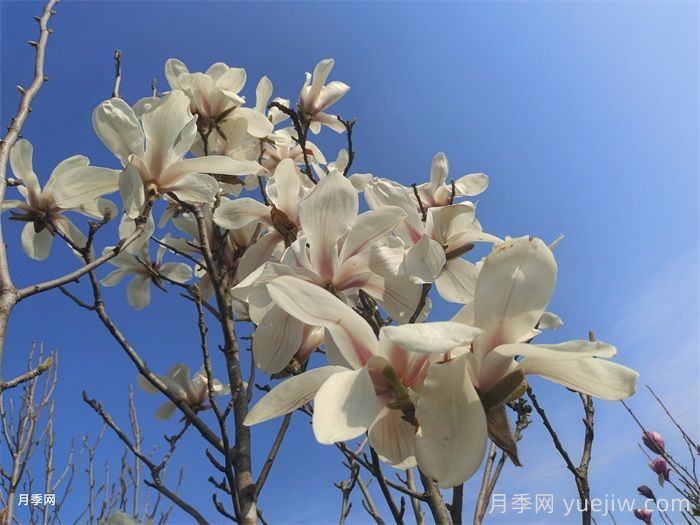白玉兰，花界高冷女神(图1)