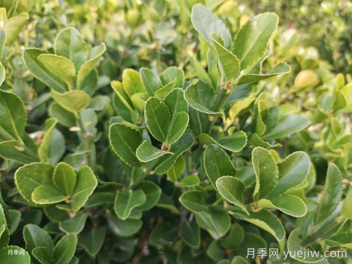 10种常见围墙绿篱品种总结(图1)