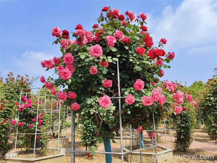 园林植物配置的5种原则(图1)