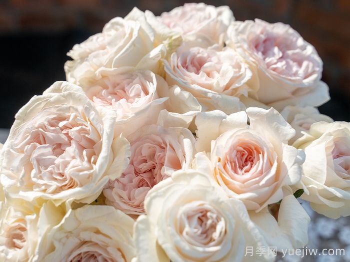 天狼家香气四溢的月季清单,让花园充满浪漫气息!(图1) 天狼家香气四溢的月季清单,让花园充满浪漫气息!(图1)