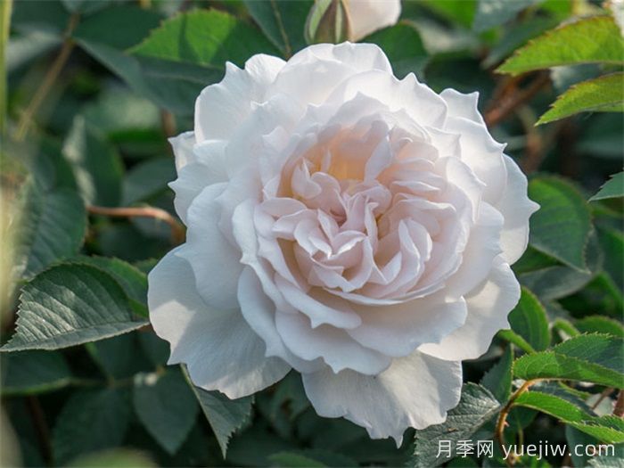 天狼家香气四溢的月季清单,让花园充满浪漫气息!(图2) 天狼家香气四溢的月季清单,让花园充满浪漫气息!(图2)