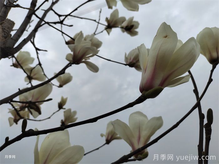 六种玉兰介绍：白玉兰、紫玉兰、二乔玉兰、望春玉兰、飞黄玉兰、宝华玉兰(图3)