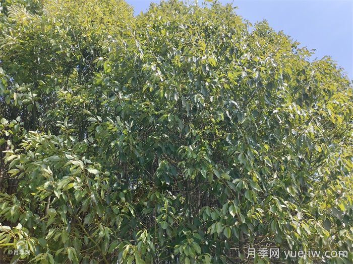 公园常见植物配置表(图1)