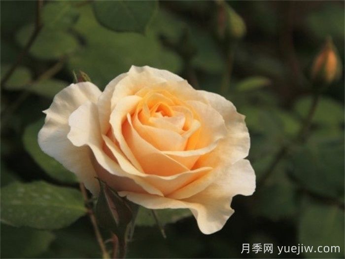 晨曦月季(俞红强培育)(图1) 晨曦月季(俞红强)(图1)