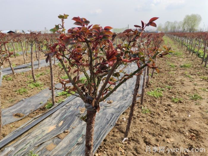 春天月季苗移栽后迟迟不发芽?是什么原因?(图1) 春天月季苗移栽后迟迟不发芽?是什么原因?(图1)