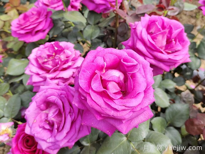 月季有三个坑，养月季花有哪三怕？(图1)