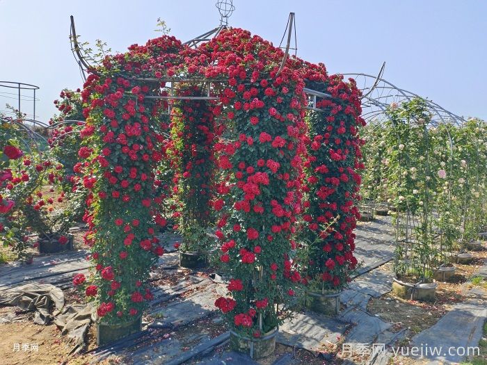 月季花亭/月季凉亭(图1)