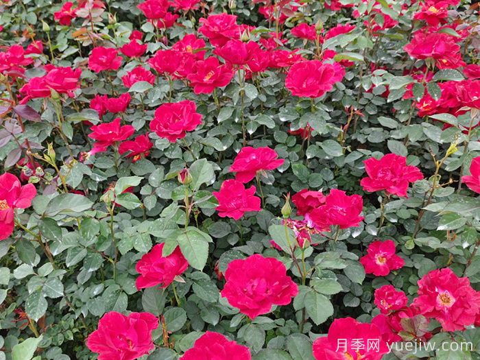 南阳红帽子月季基地批发(图2)