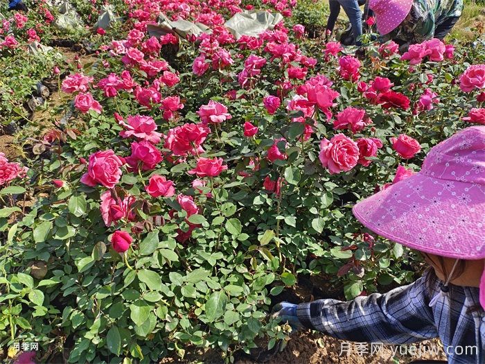 如何让月季全年花开不断?(图1) 如何让月季全年花开不断?(图1)