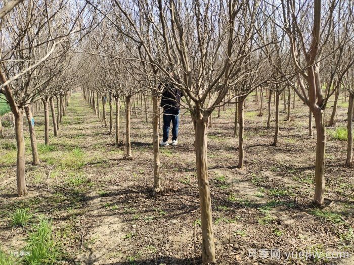 紫薇一年四季的养护管理办法(图2)