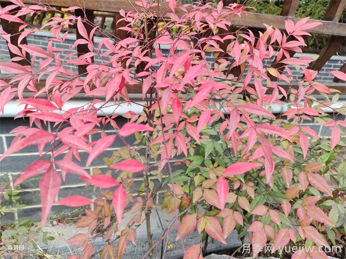 治愈系庭院花园植物,设计师必知的植物分享!(图1) 治愈系庭院花园植物,设计师必知的植物分享!(图1)