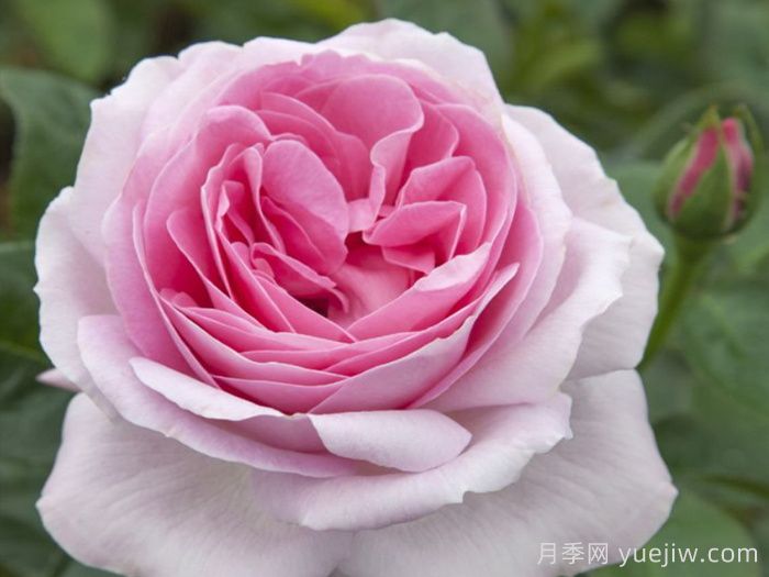 月季推荐，粉红发现月季(图1)