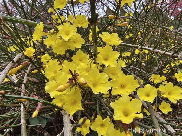 如何区别迎春花、野迎春、探春花？(图1)