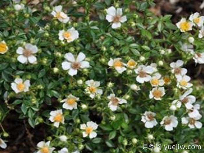 丝绸之路(藤本)(图1)