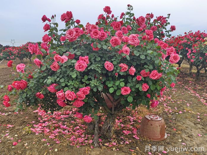 三月如何加强园林树状月季养护?(图2) 三月如何加强园林树状月季养护?(图2)