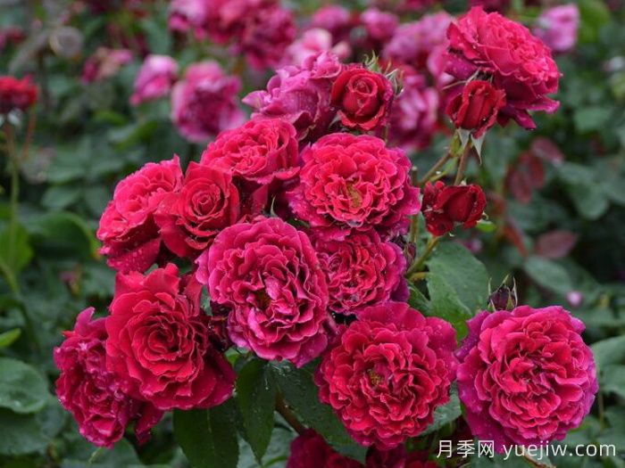 月季推荐，红丘月季(图1)