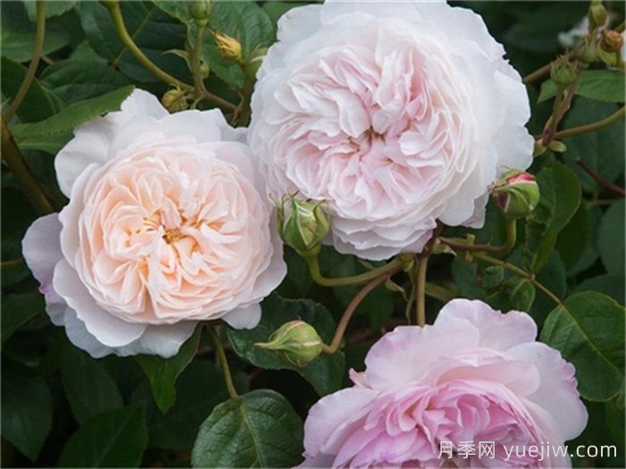 月季推荐，奥尔布莱顿月季(图1)