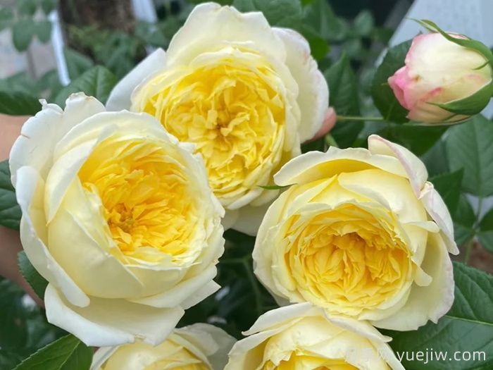 月季推荐，柠檬雪酪月季(图1)