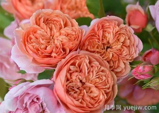 月季推荐，丝绸之路月季(图1)