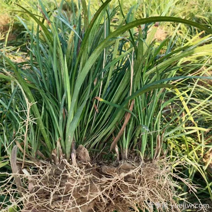 什么景观用什么绿化，常见花木的应用(图1)