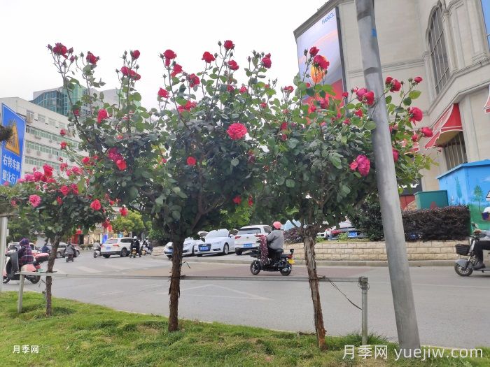 常见绿化的类型和景观植物配置(图2)