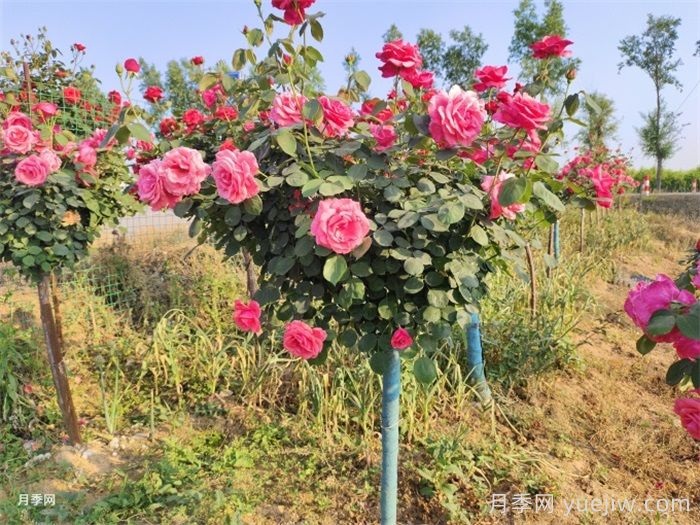 怎样让新栽的月季树快速生根？(图2)