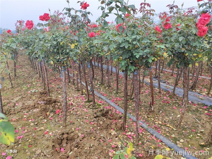 怎样让新栽的月季树快速生根？(图3)