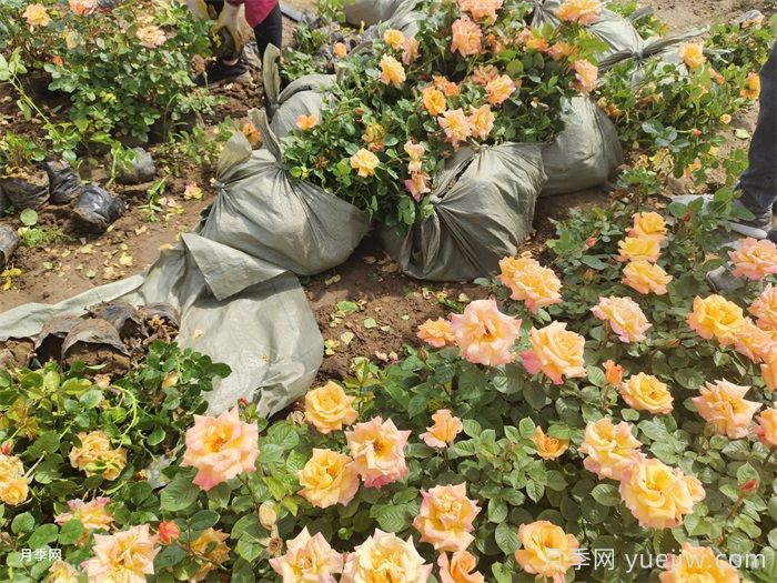 月季移栽后黄叶打焉怎么办?盆栽月季小苗移栽问题(图2) 月季移栽后黄叶打焉怎么办?盆栽月季小苗移栽问题(图2)