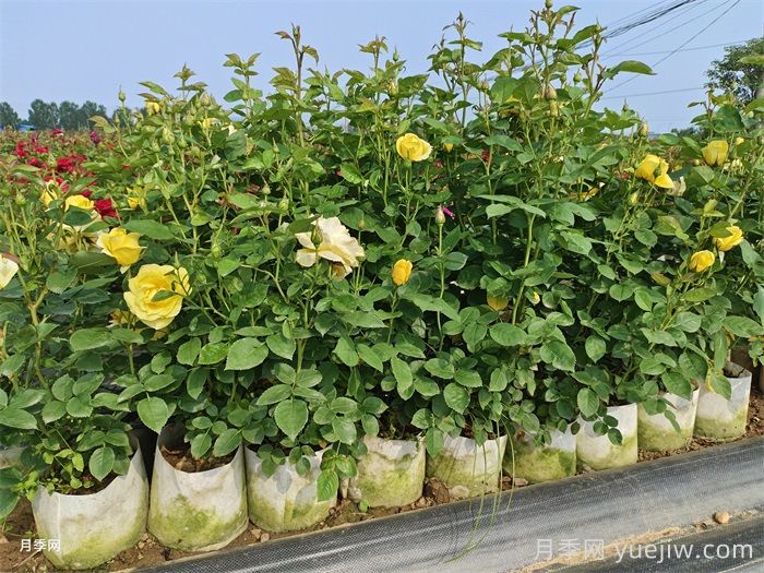 月季移栽后黄叶打焉怎么办?盆栽月季小苗移栽问题(图3) 月季移栽后黄叶打焉怎么办?盆栽月季小苗移栽问题(图3)