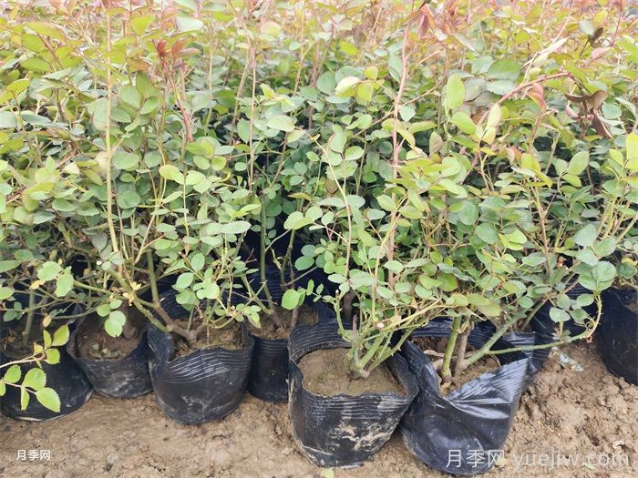 水培月季为啥只长叶不长根？(图1)