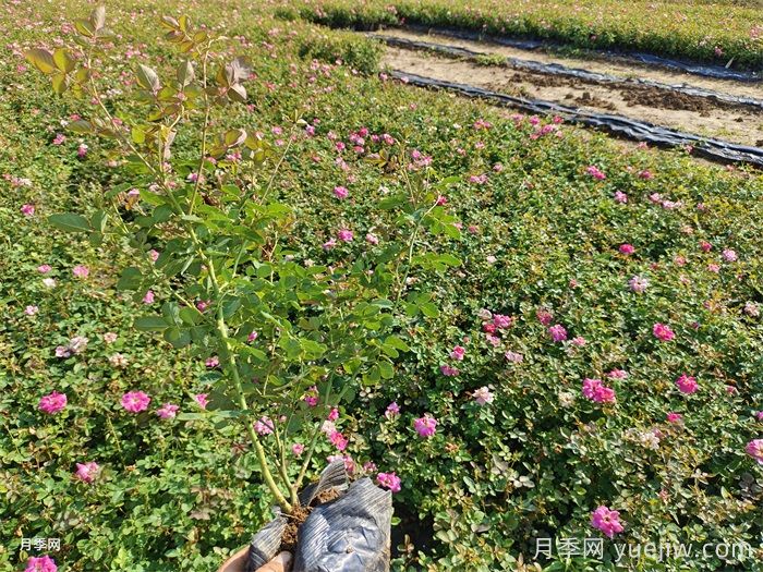 月季花打药浓了怎么办？(图1)