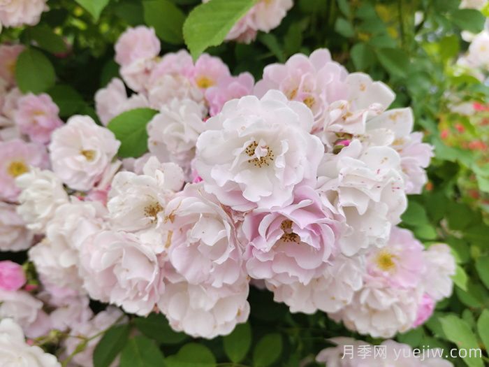 蔷薇花种子种植时间和方法(图1)