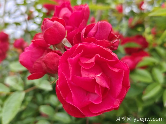 红木香爬藤月季的优缺点是什么?红木香养护方法(图1) 红木香爬藤月季的优缺点是什么?红木香养护方法(图1)