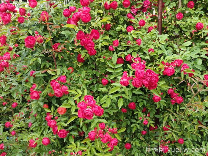 红木香爬藤月季的优缺点是什么?红木香养护方法(图2) 红木香爬藤月季的优缺点是什么?红木香养护方法(图2)