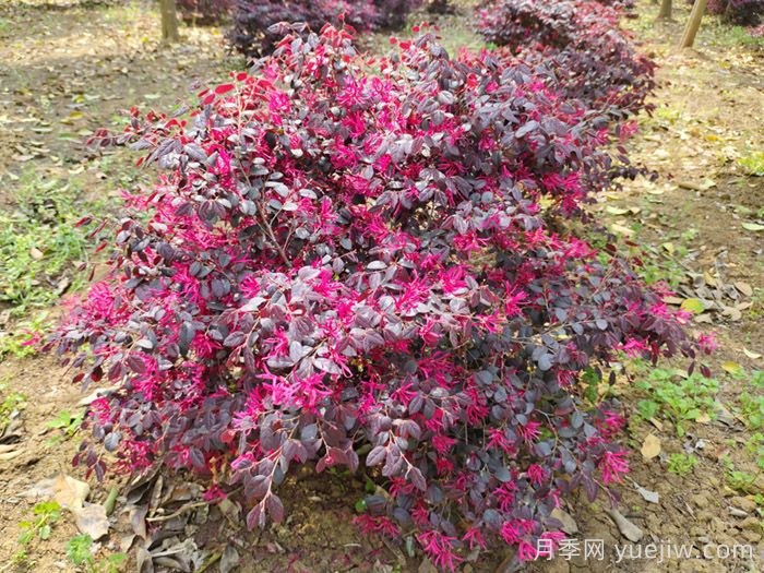 园林绿化首选的20种彩叶树种(图1) 园林绿化首选的20种彩叶树种(图1)