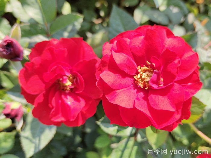 推荐5款丰花月季品种，园林绿化耐热耐晒(图1)