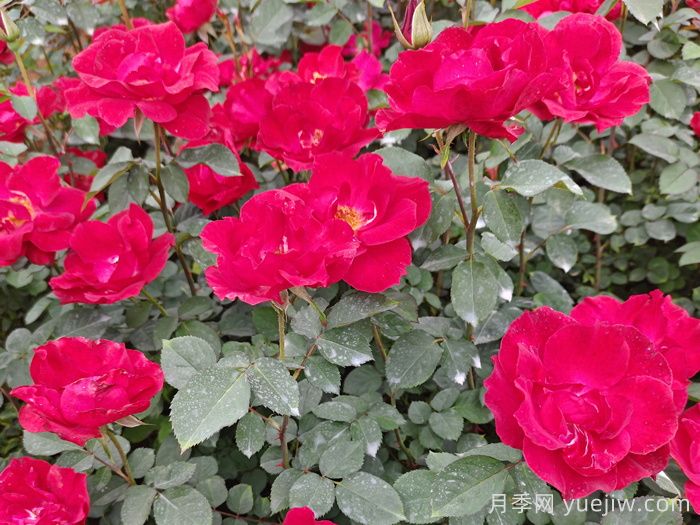 推荐5款丰花月季品种，园林绿化耐热耐晒(图2)