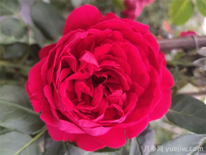 红龙月季一年开几次花？4-12月开6次(图1)