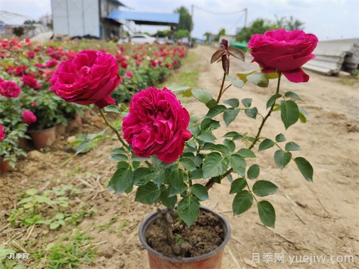 红龙月季一年开几次花？4-12月开6次(图2)