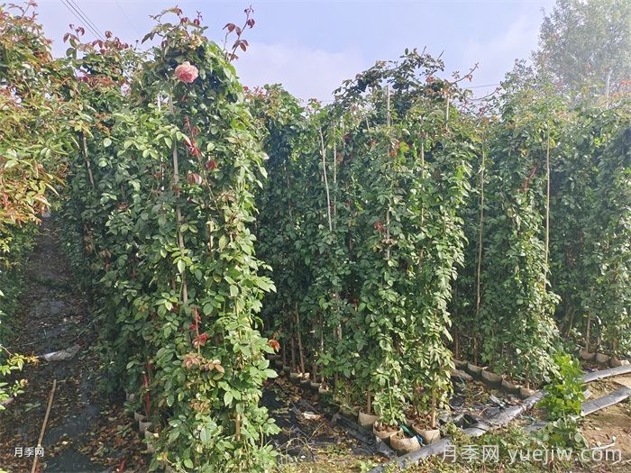 藤本月季是购买大苗好还是小苗好？(图1)