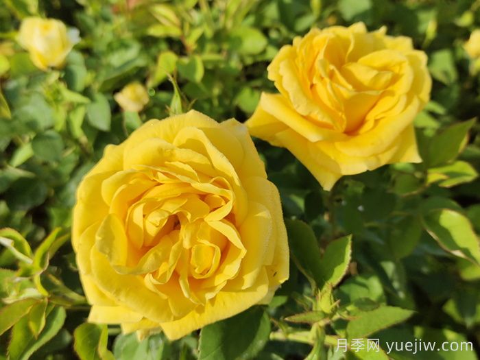 月季花对女人有什么好处?(图1) 月季花对女人有什么好处?(图1)